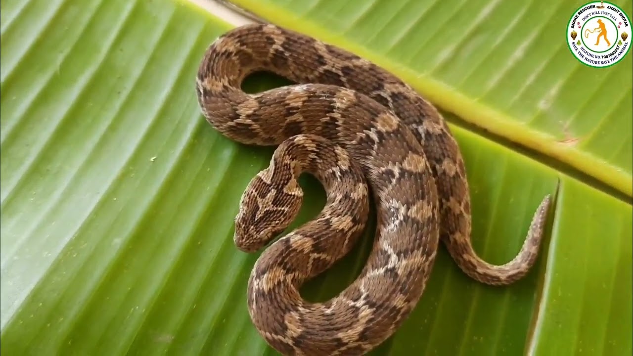 saw scaled viper 🐍 echis carinatus #shorts #shortsfeed #youtubeshorts