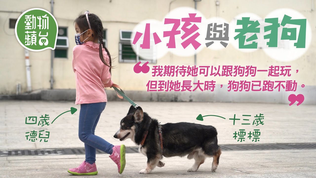 4歲妹妹照顧14歲重病北京犬 餵糧換尿片 教媽媽如何替愛犬打針：「牠們會在天堂等我們」 #動物蘋台─果籽 香港 Apple Daily─原刊日期：20210106