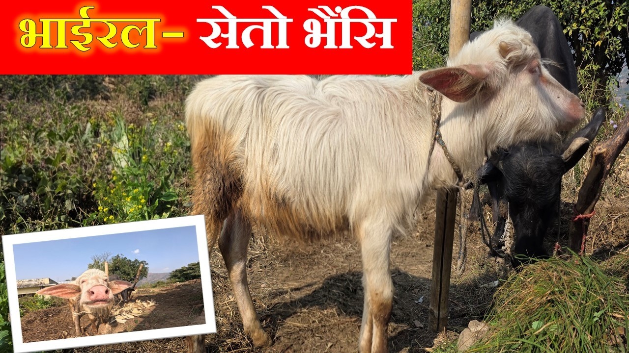 नेपालमै भेटियो दुर्लभ सेतो भैंशी 😱| Rare white buffalo| Viral seto bhaisi