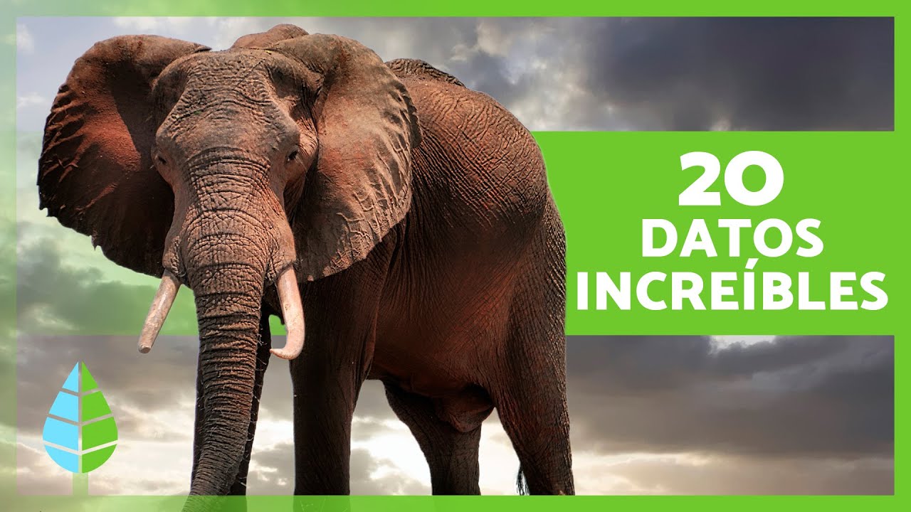 20 CURIOSIDADES sobre los ELEFANTES que no conoc&iacute;as 🐘