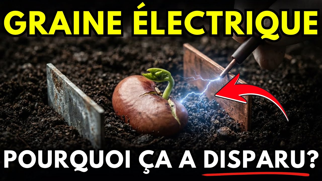 Les Graines Électriques Poussaient Plus Vite — Pourquoi Cette Méthode a Disparu