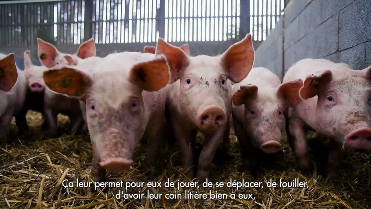 Porcs sur paille ardennais : notre secret pour une charcuterie authentique !