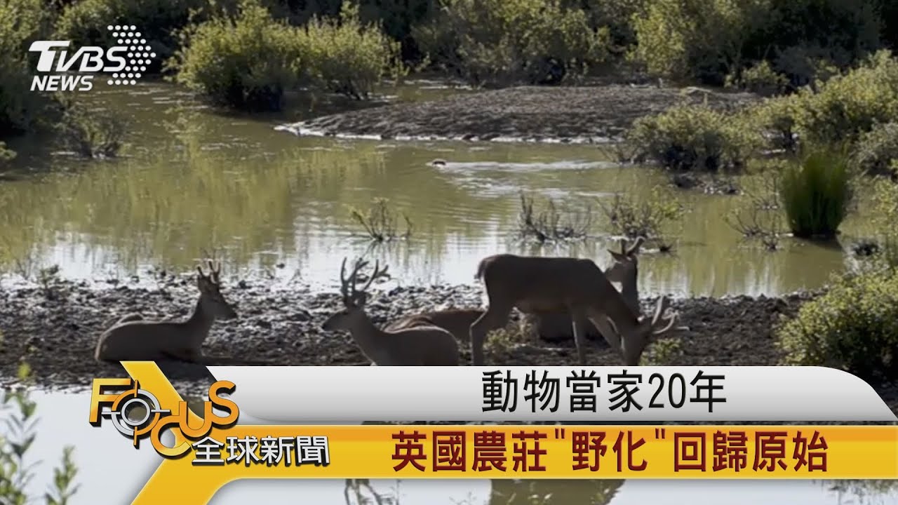 FOCUS／動物當家20年 英國農莊「野化」回歸原始