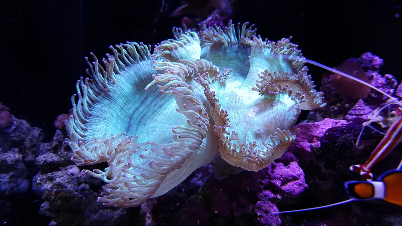 Natural Sea Water. Elegance Coral.