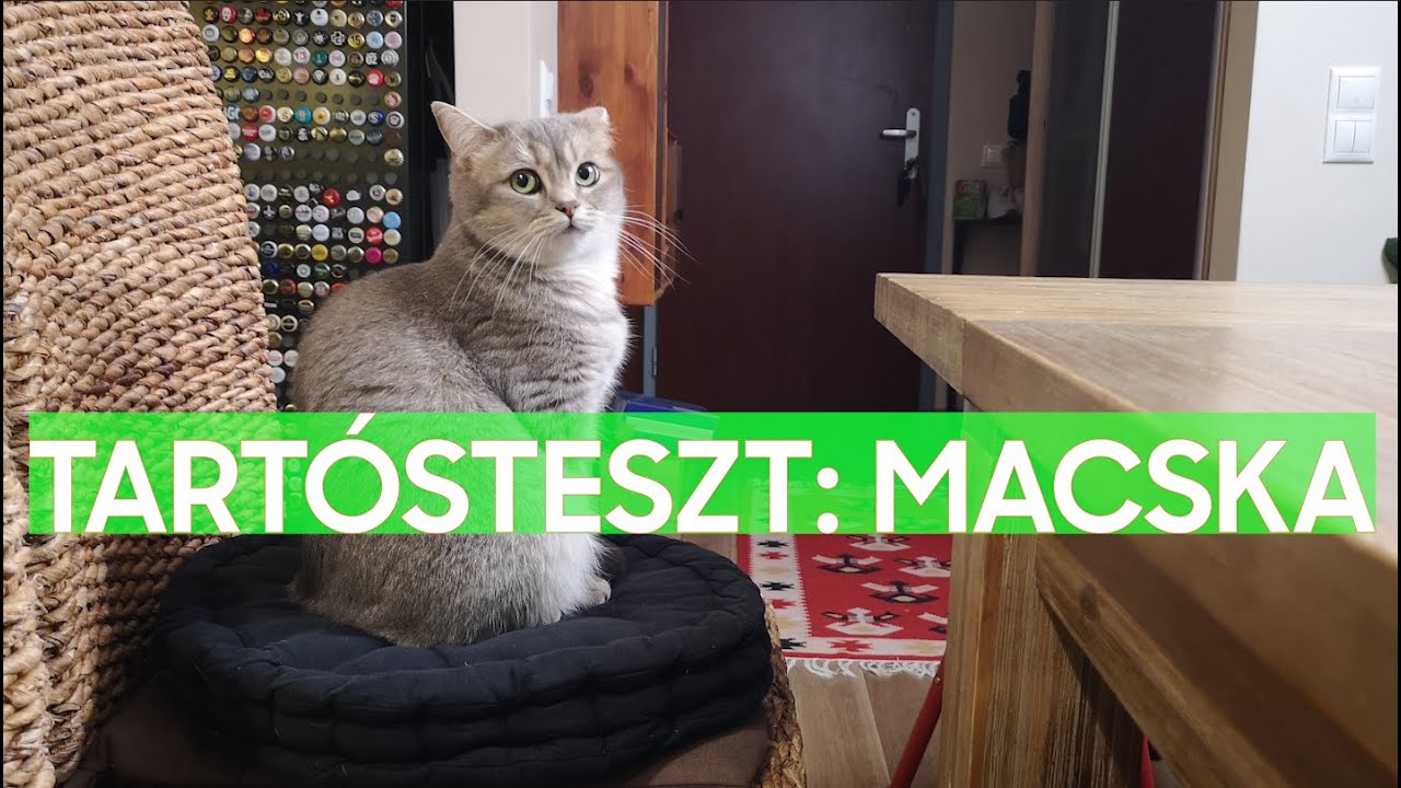 Macska tartósteszt: brit rövidszőrű