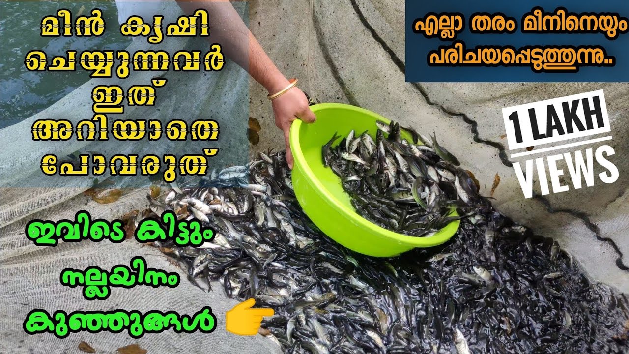 വീട്ടിൽ വളർത്താൻ ഇനി ഏത് മീൻ വാങ്ങണം എന്ന് സംശയം വേണ്ട| FISH FARMING| Details of commercial fishes