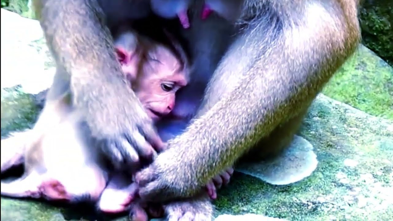 Why Luna Rejects Baby Lynx’s Milk — His Sad Reaction Will Melt Your Heart