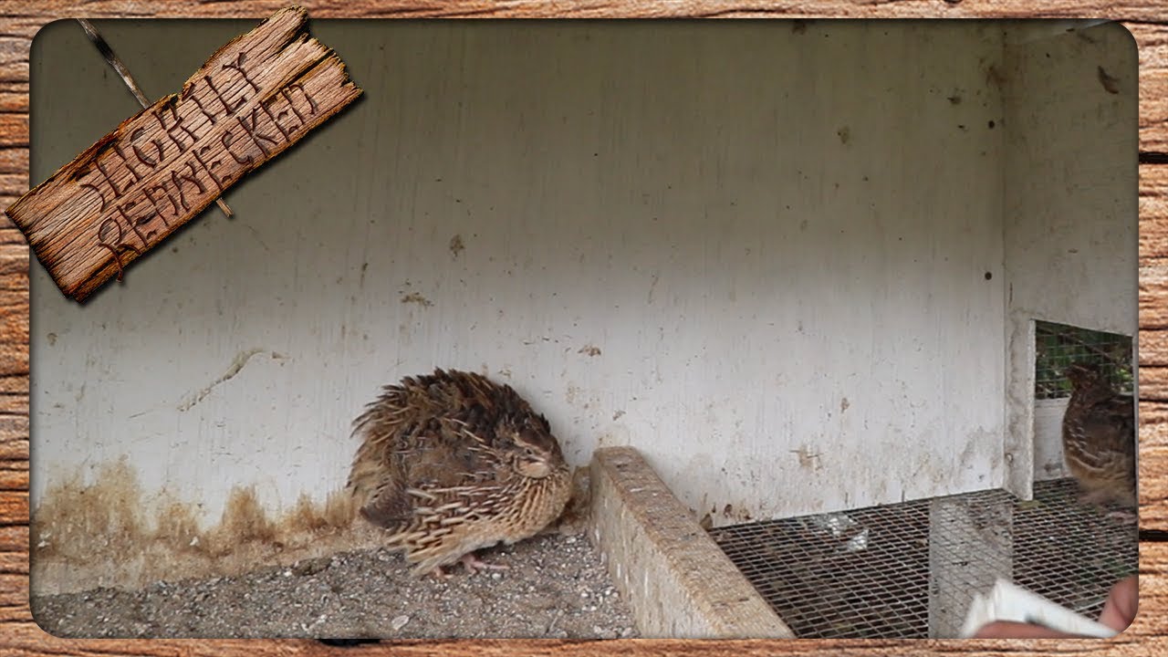 Why Your Quail Haven't Started Laying Eggs Yet