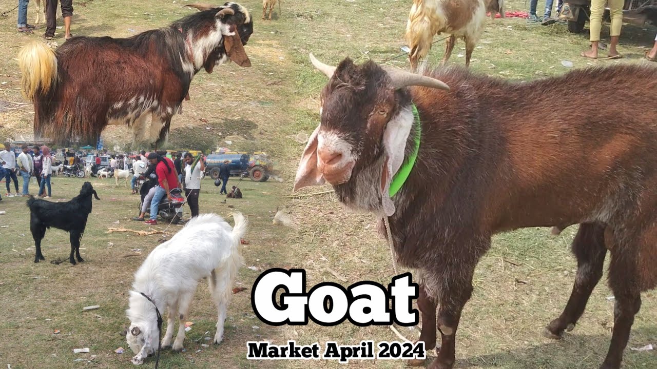 Gandhi Nagar bakra mandi 2024