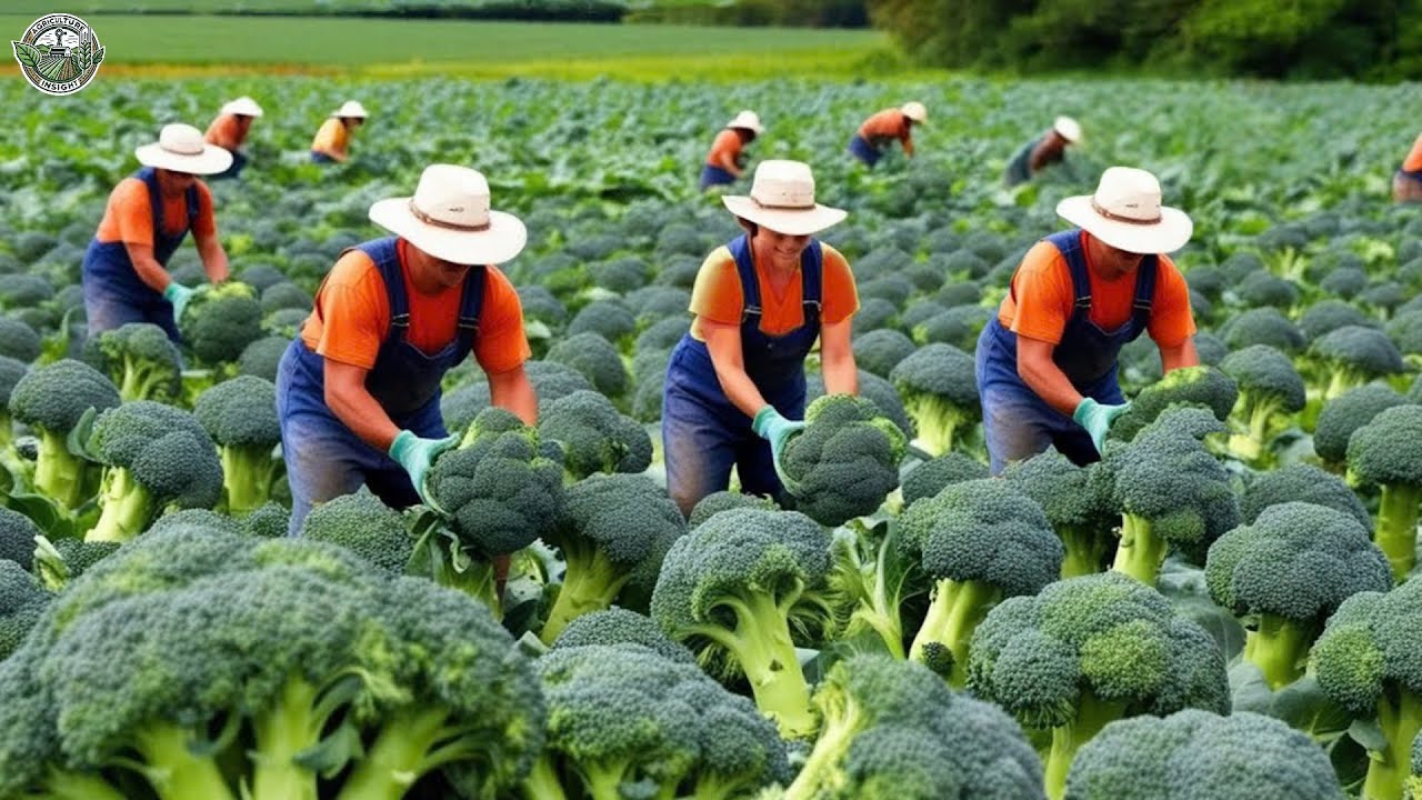 2.7 Billion Pounds of Broccoli Are Harvest by American Farmers This Way | Agriculture Technology