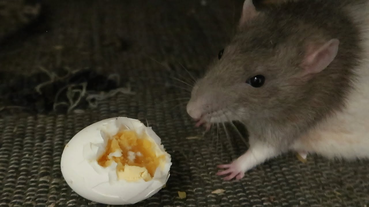 Die Ratten und das Ei!