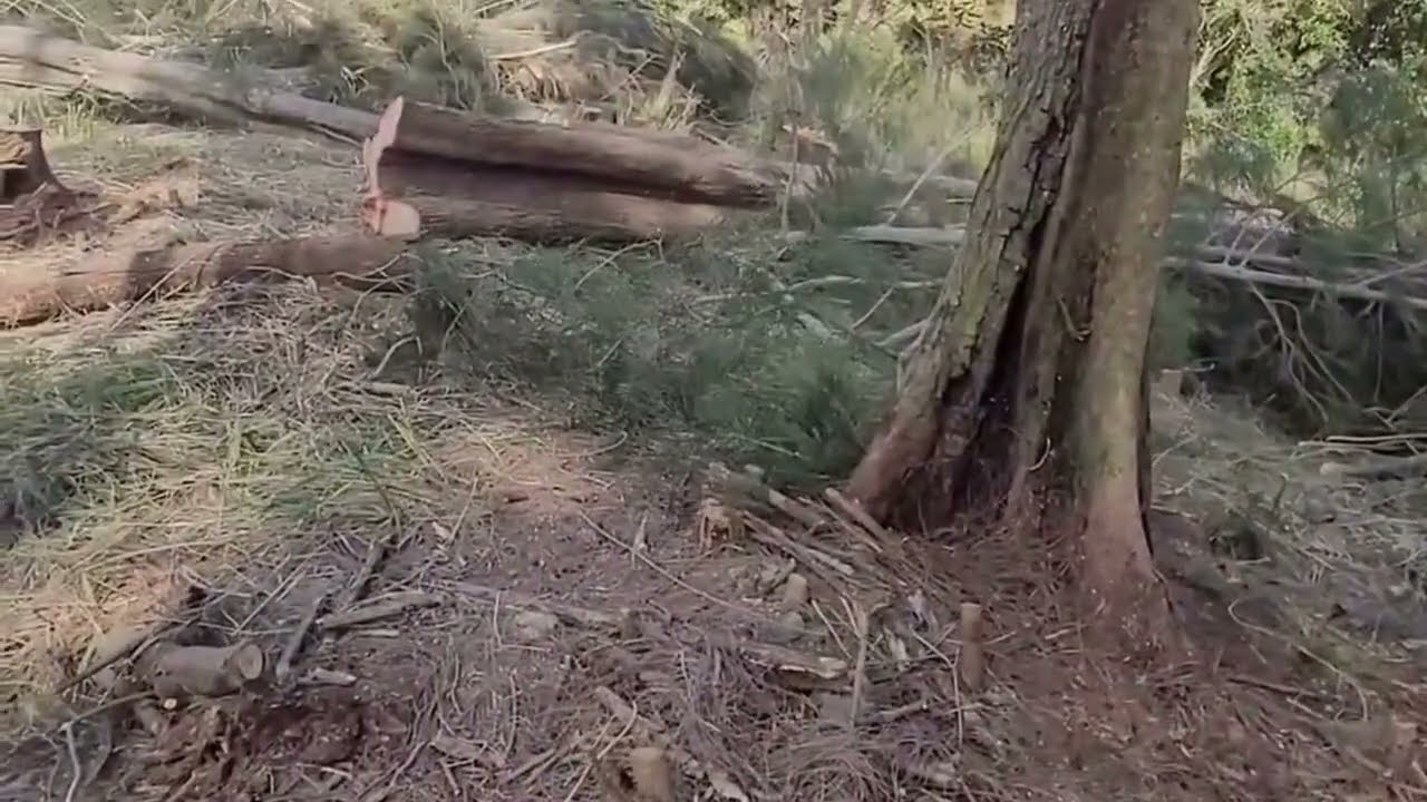 Logging Ironwood Trees on the Big Island 🌳 One Came Down a Little Too Close