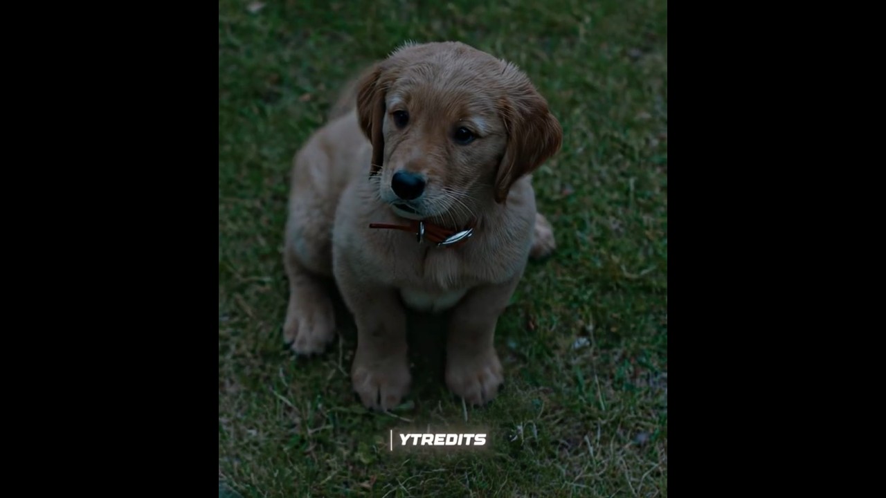 NAJLEPSZY PRZYJACIEL❤️🐶😭 | ENZO EDIT | Kamin - EMIN & JONY (zwolnione i z pogłosem) | Sztuka ścigania się w deszczu