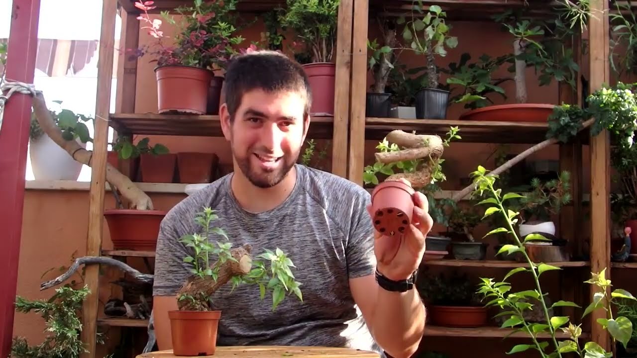 Cómo Enraizar Estacas de Bugambilia para Bonsai - Parte 3