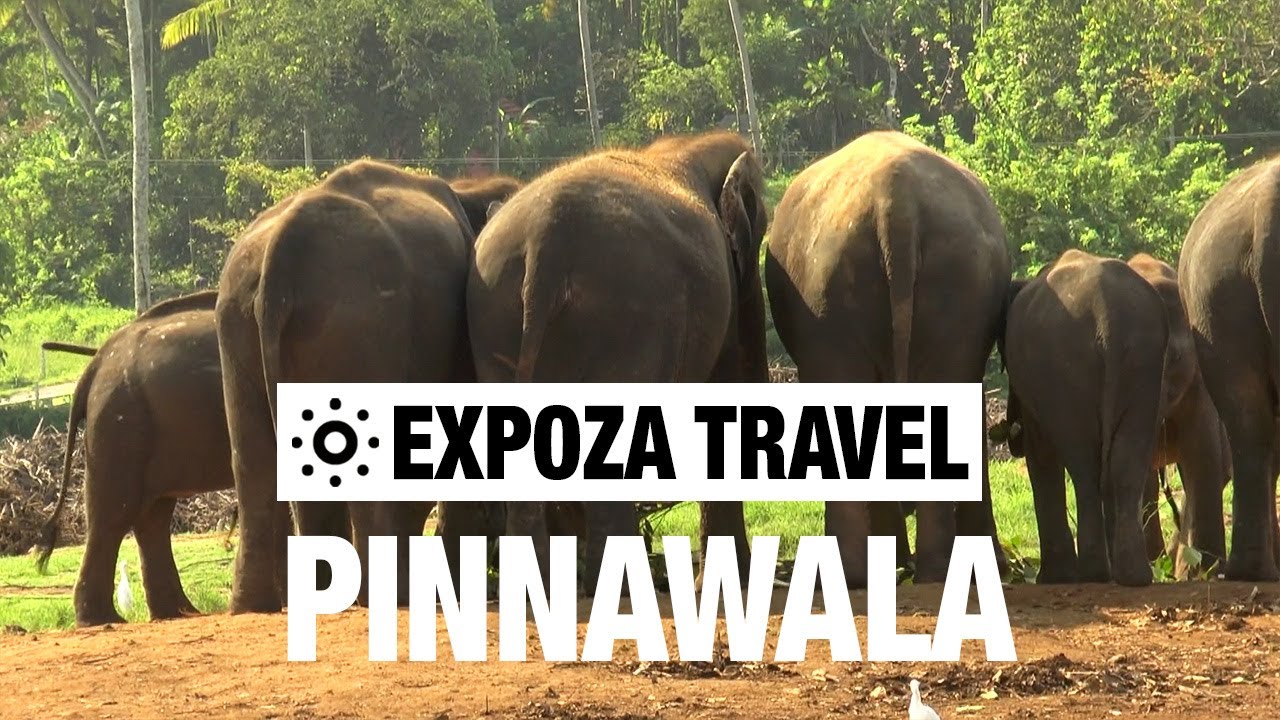 Pinnawala (Sri Lanka) Vacation Travel Video Guide