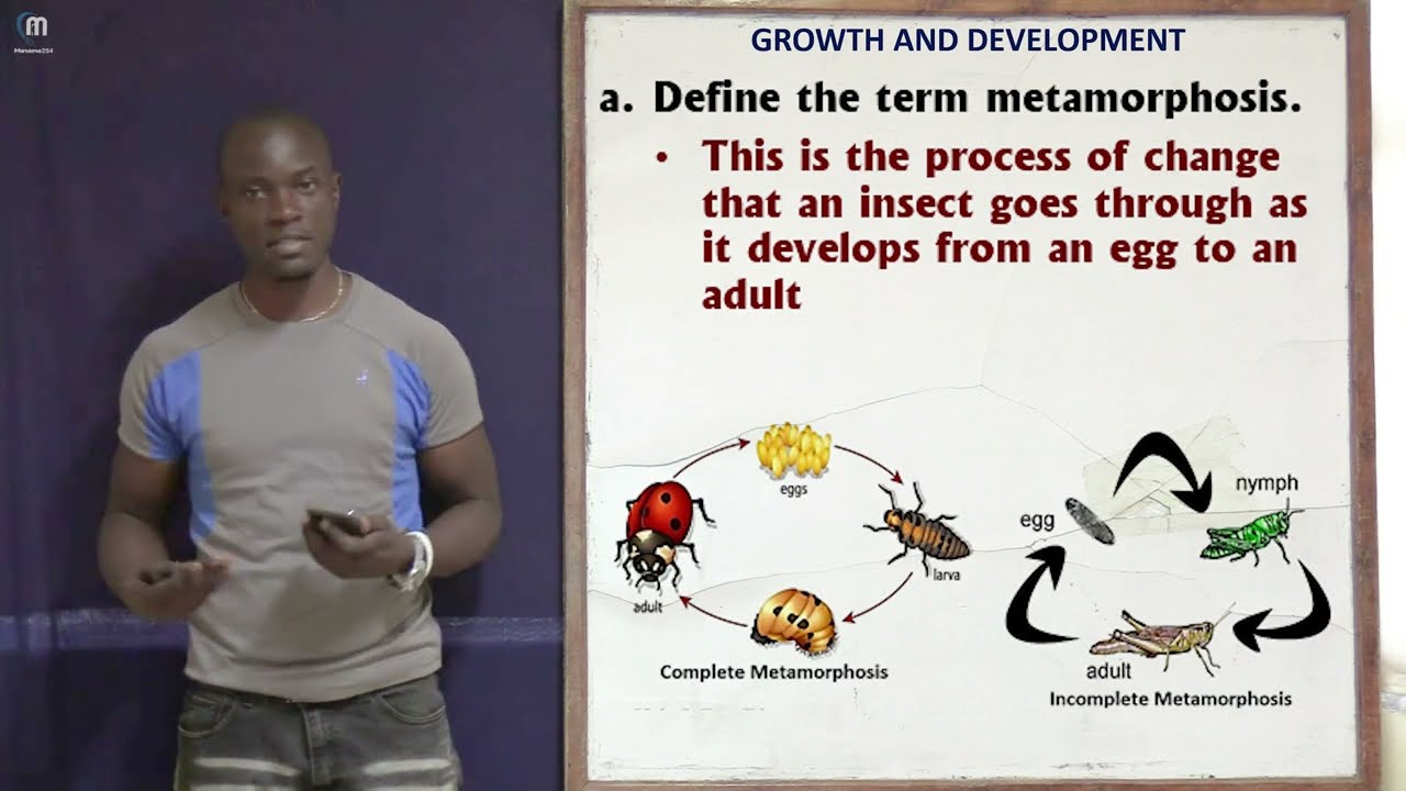 Final Part 4; Metamorphosis, Germinations and More; Growth and Development Revision