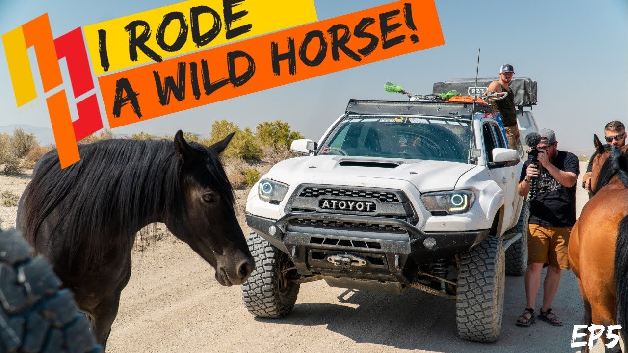 Wild Horse Encounter! | Bonneville Salt Flats Adventure