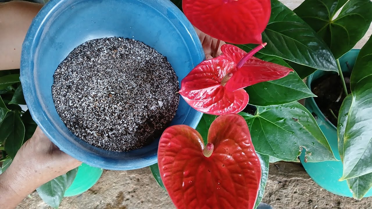 EXCELENTE ABONO ORGANICO PARA LA FLORACION DE TUS ANTURIOS😱❤️🌺