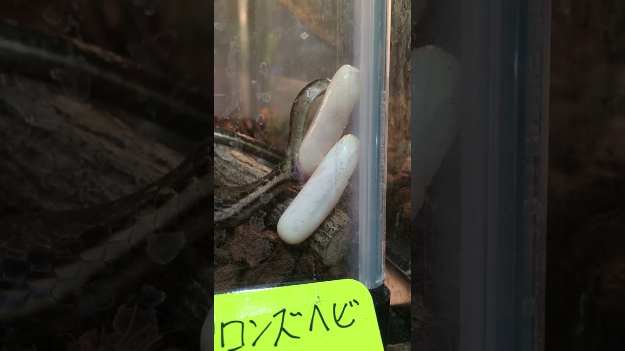 ブロンズヘビの産卵1