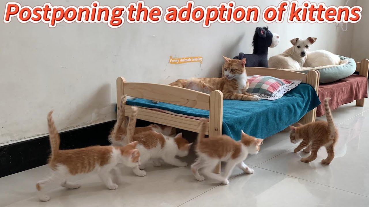 Kitty is shocked! The owner decided to postpone the adoption date of the kittens. Funny and cute