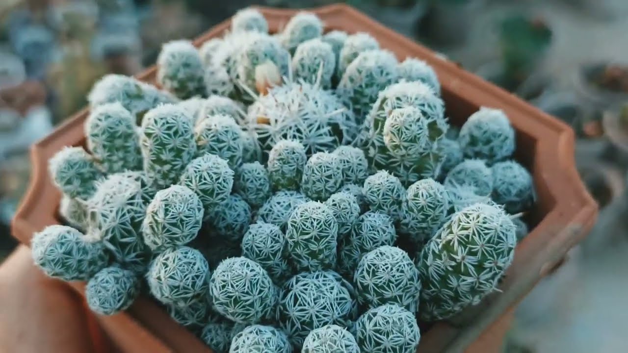 صبار الماميلاريا فيتولا , كيفية العناية به وتكاثره ، Mammillaria vetula
