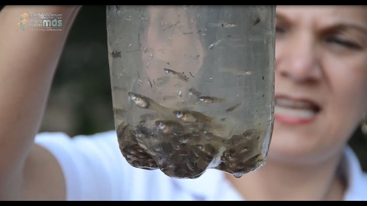 Secretaría de salud municipal inicio  la siembra de peces guppy