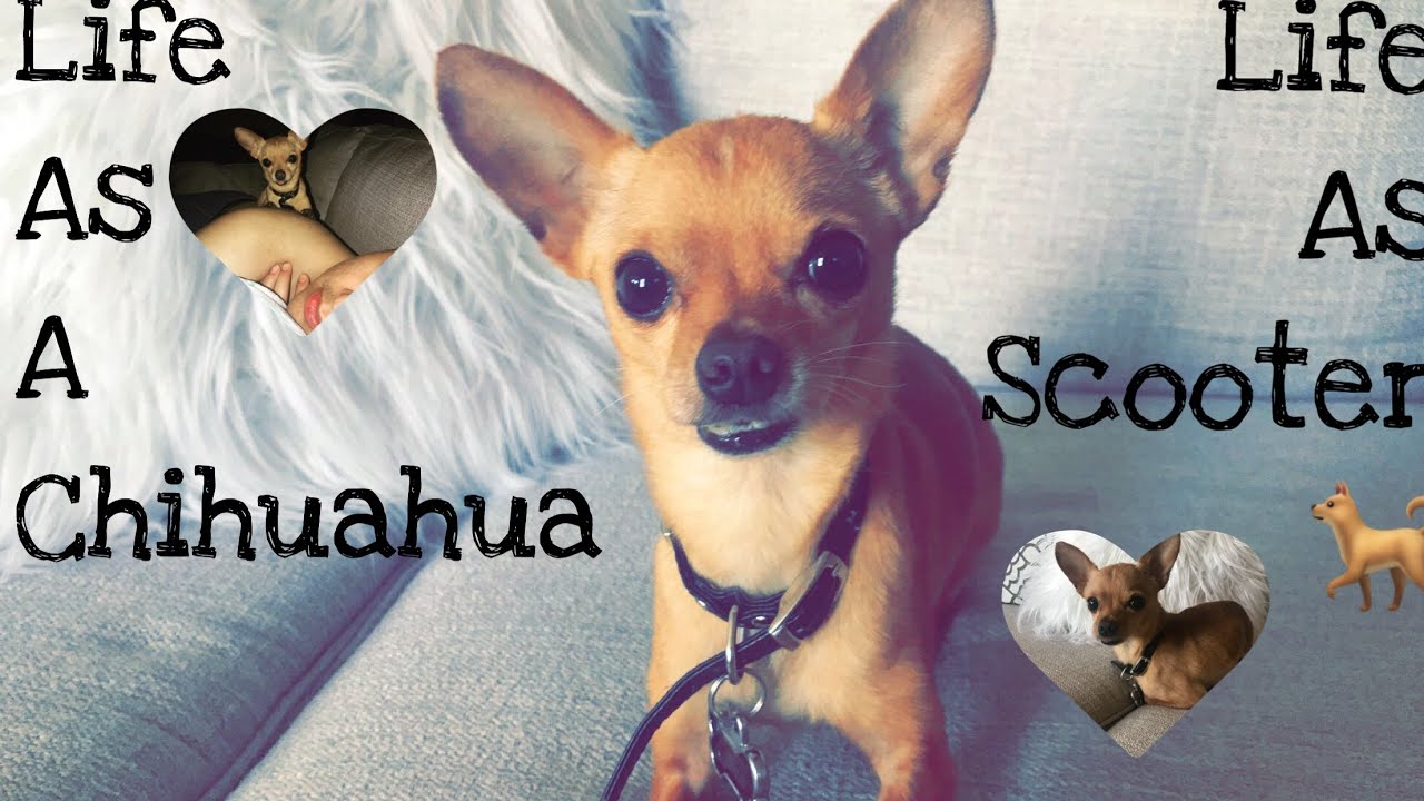 A Day In A Chihuahua/Scooter’s Life!!🐕🐾
