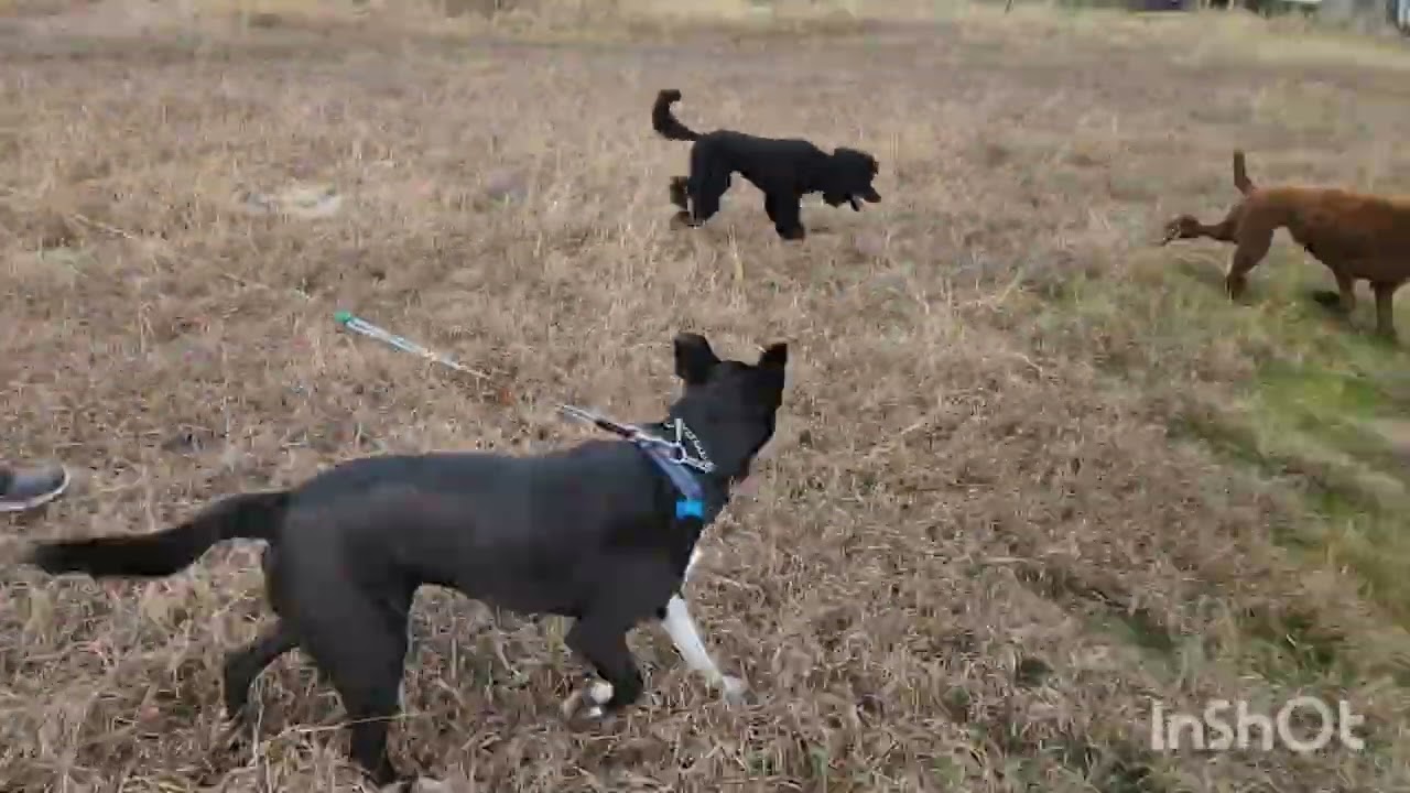Bonnie & Clyde: Dog Exposure & Neutrality  Ft. Poodles