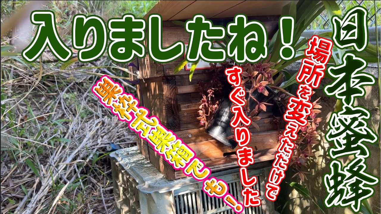 ニホンミツバチ 巣枠式巣箱に自然入居　山あいから飼育場に引き揚げてきました。和歌山県紀の川市