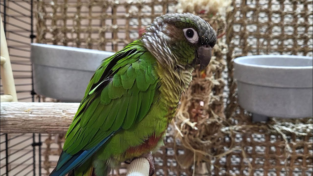 7 hours of conure parakeet sounds for relaxation