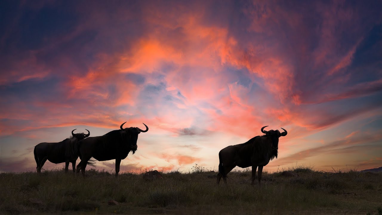 Safari At Gondwana Private Game Reserve In South Africa