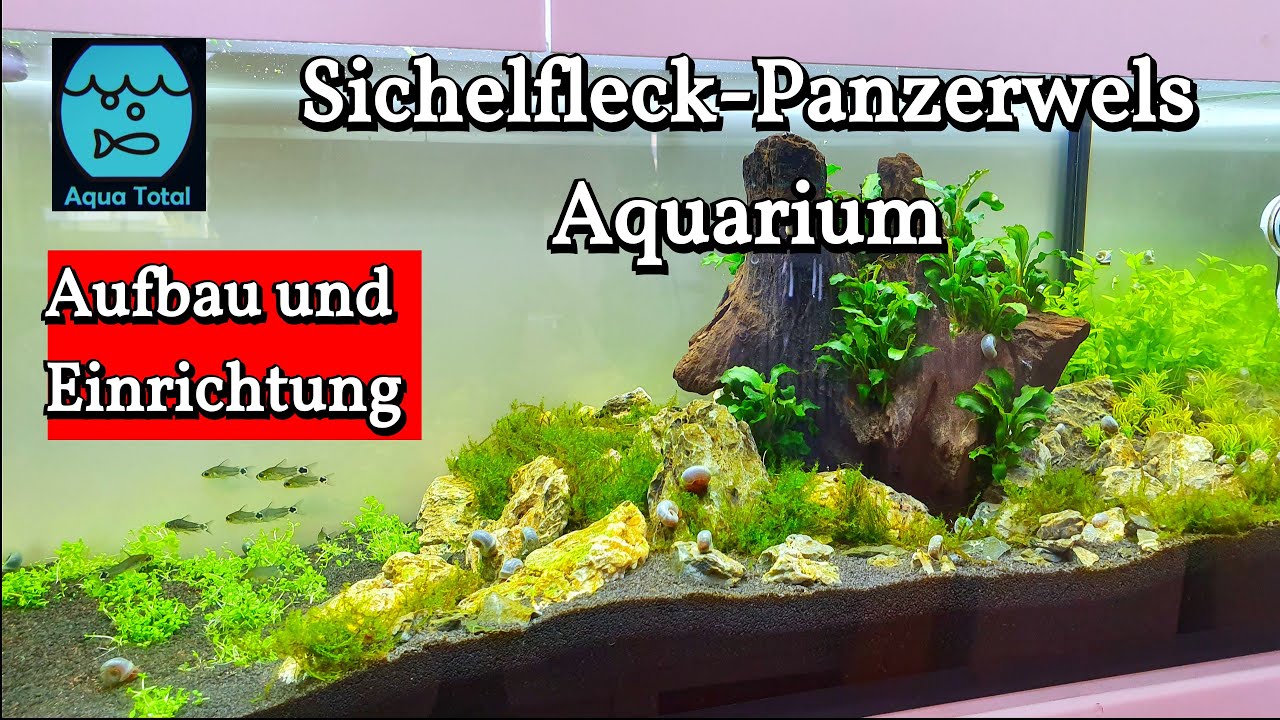 Sichelfleck-Zwergpanzerwels Aquarium einrichten - Beckeneinrichtung f&uuml;r Corydoras hastatus