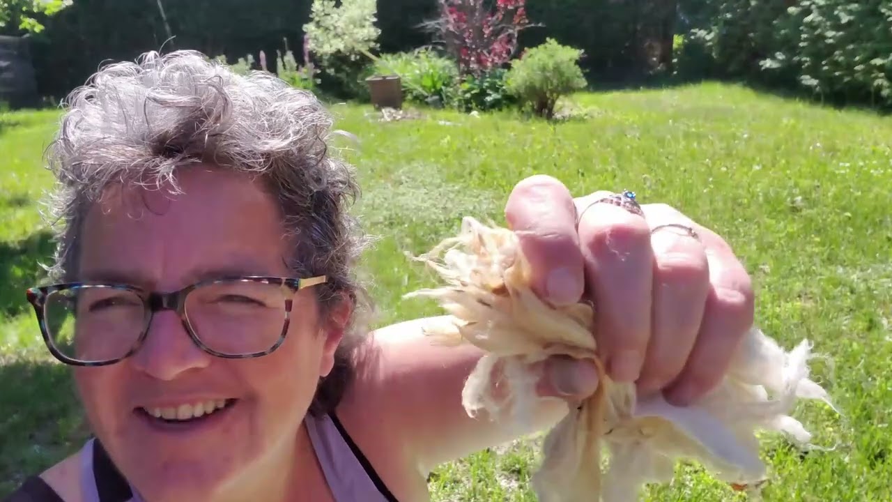 Dill's Butt....I Mean Dill's Butt Wool!!! Cleaning Rambouillet