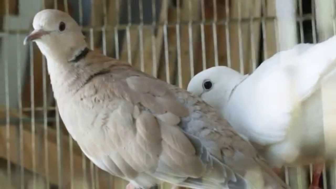 Смеющиеся горлицы, живущие у меня. Самец воркует.