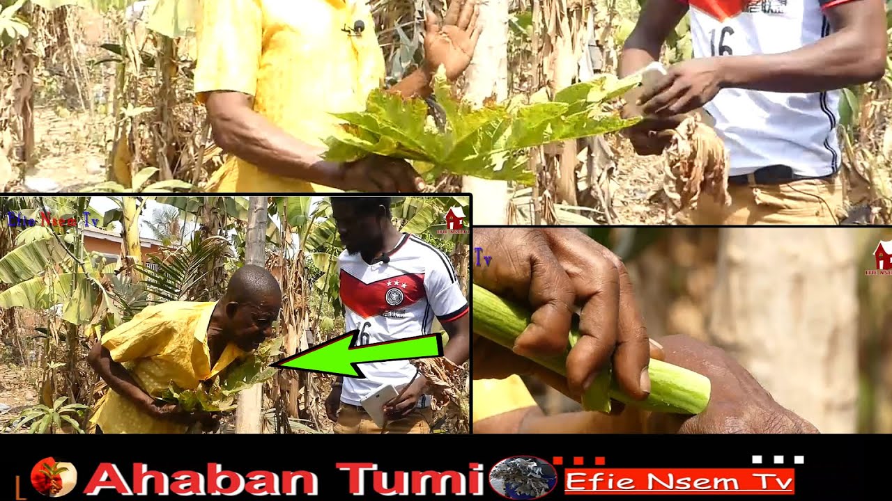The power of pawpaw leave will shock you, Use pawpaw leave to stop bre&acirc;st pain - Ahaban Tumi