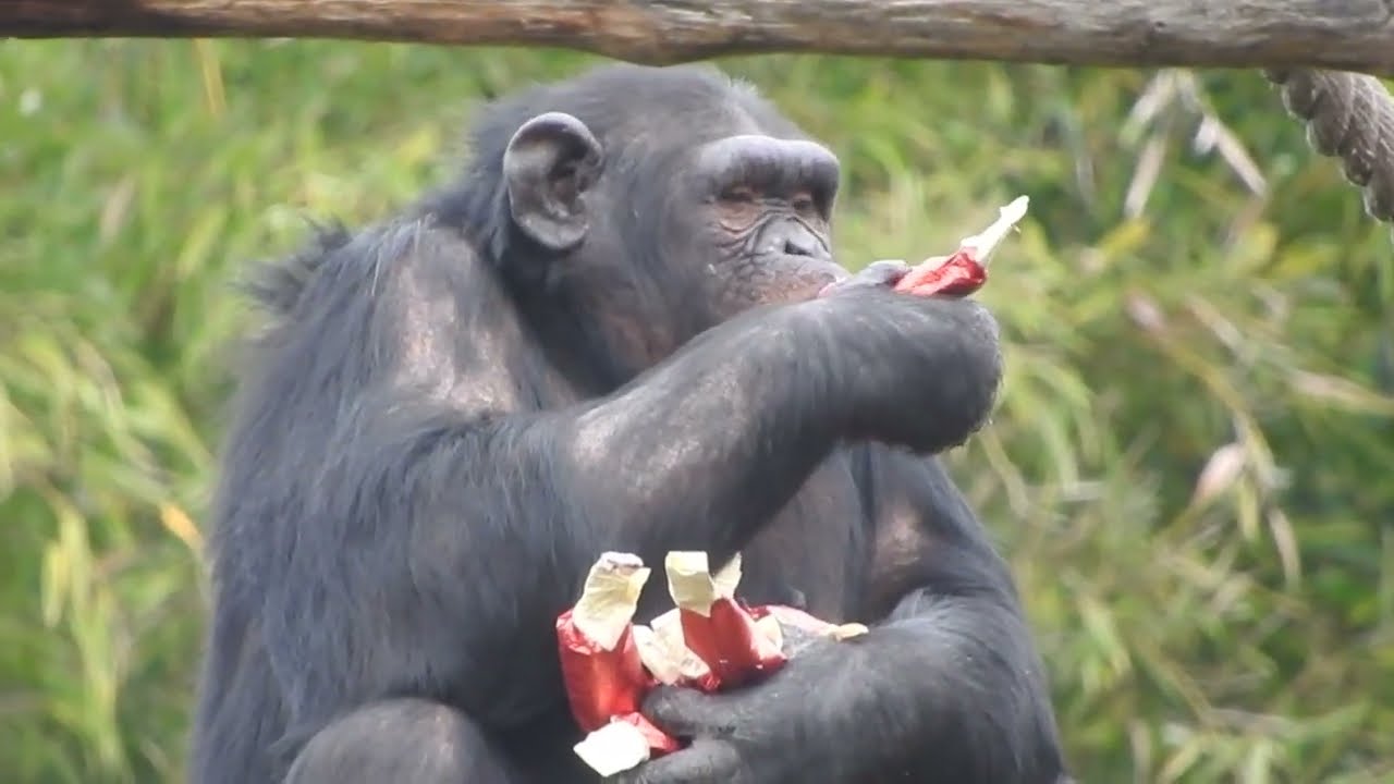 Il Natale degli animali raccontato dai keeper