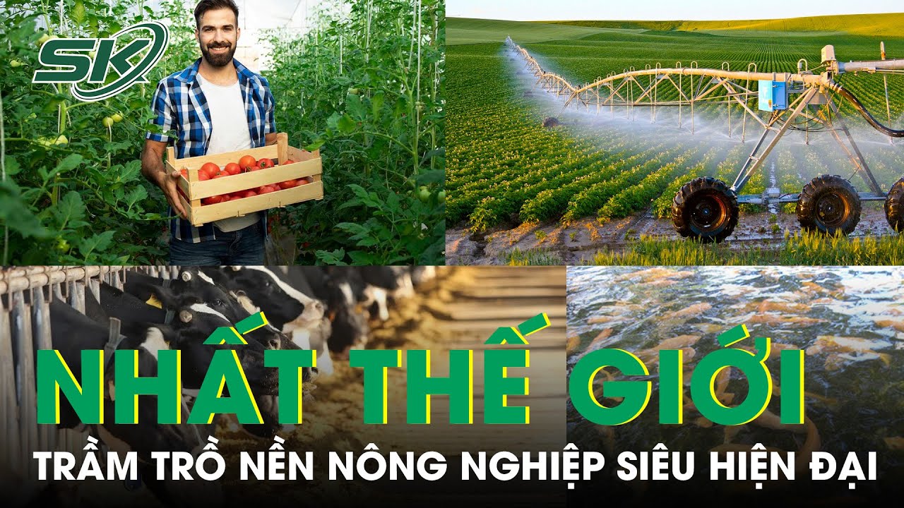 Israel và Nền Nông Nghiệp Top1 Thế Giới, Nông Trại Giữa Sa Mạc, Đến Giờ Bò Tự Về Vắt Sữa | SKĐS