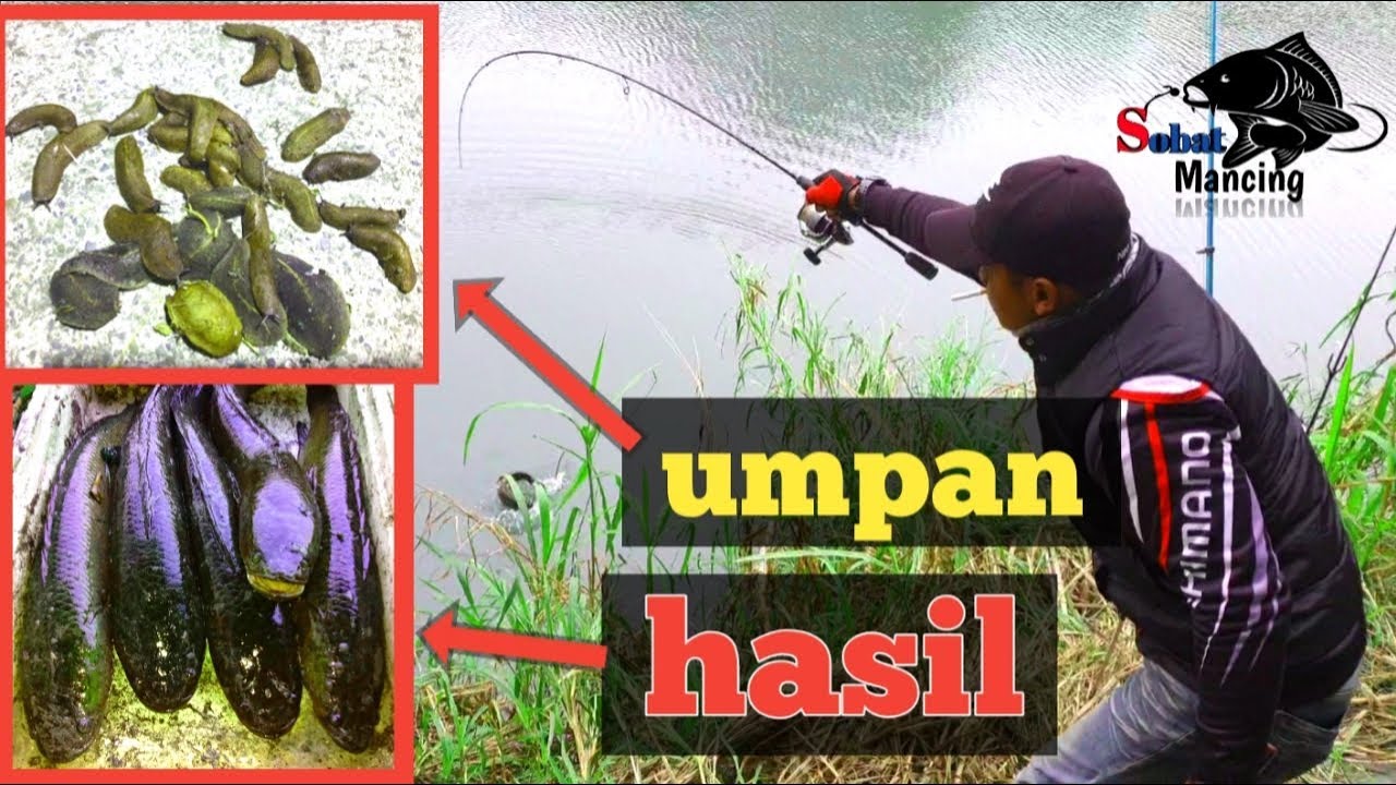 umpan ikan gabus paling ampuh | dan lihat hasilnya - sobat mancing