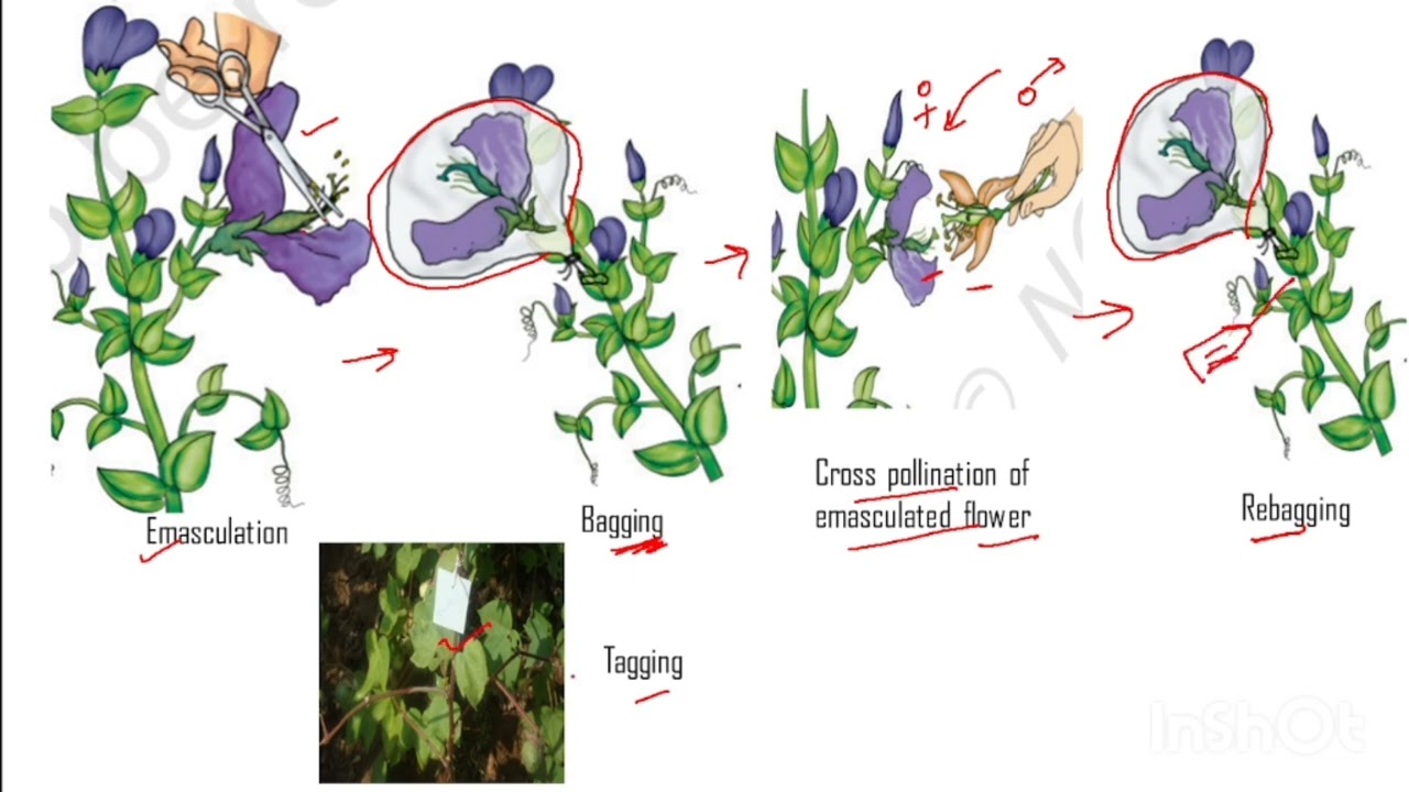 Emasculation, Bagging, Tagging - Artificial Hybridization/XII Biology Practical