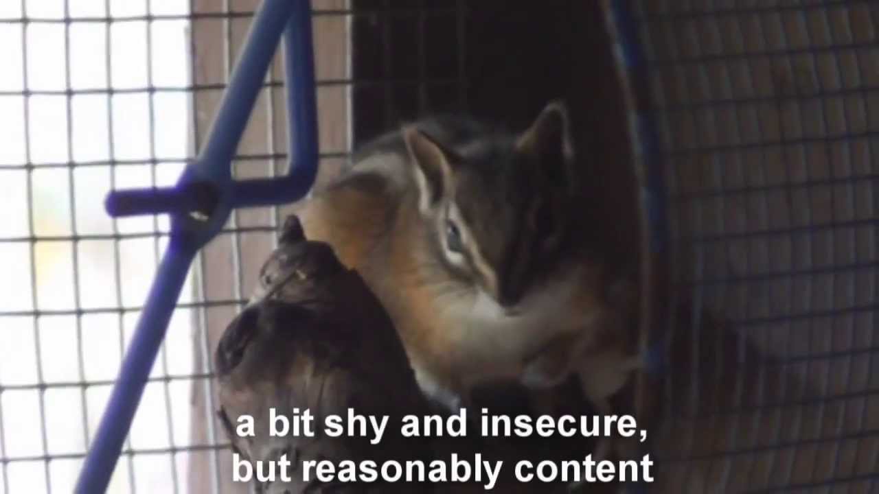 Overwintering a Chipmunk