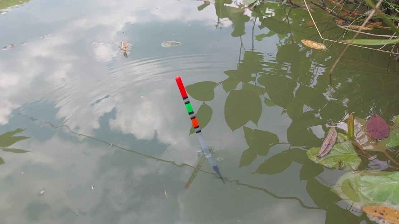 Pescuit la PLUTĂ cu Super Pești ! Crap , Lin , Caras , Plătica la viermi 🎣