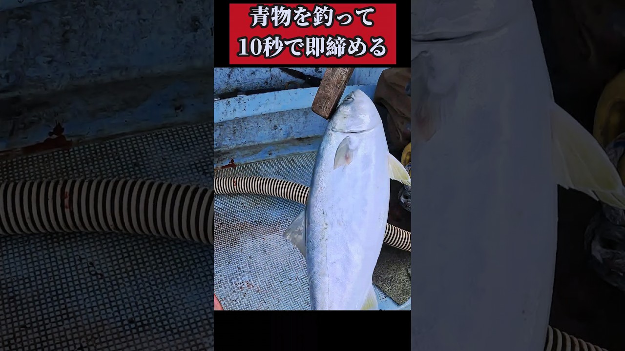 【閲覧注意。命に感謝】青物(ブリ系)を釣って即締めするプロの技 #sorts #釣り