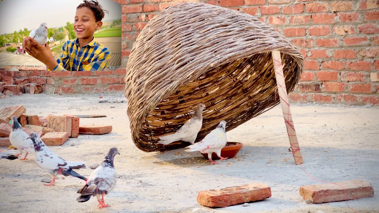 How To Catch Pigeon 🤔 | New Kabootar Pakar Liye 😍 | Dawood Sabir Vlogs