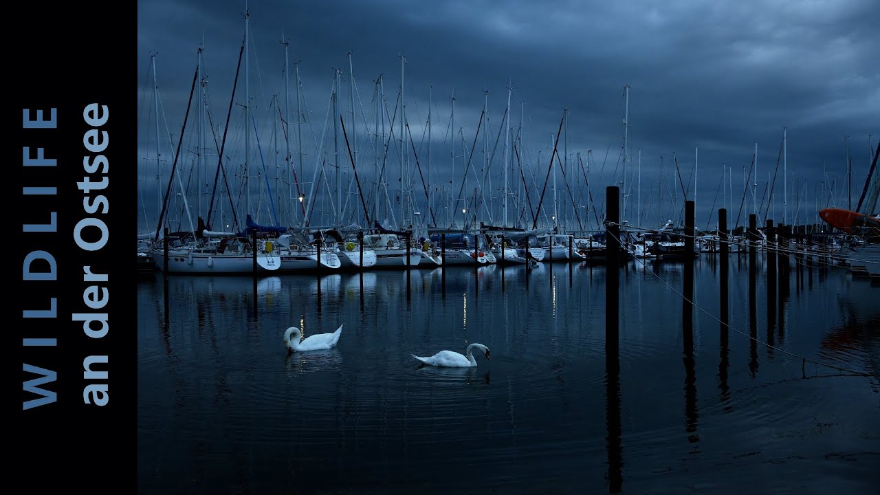 Wildtierfotografie an der Ostsee - Erfahrungen und Erlebnisse in Heiligenhafen
