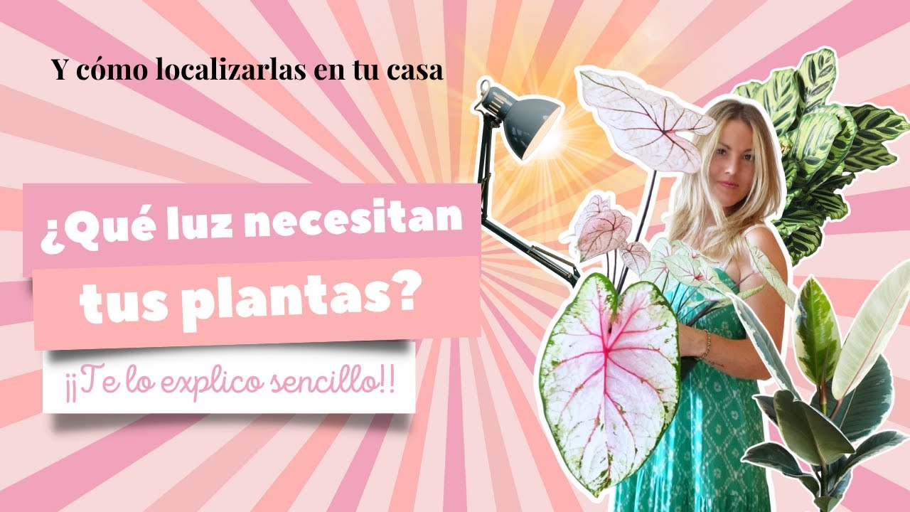 ¿Qué LUZ es la mejor para tus PLANTAS? ☀️🌤️☁️ ¡Te lo cuento en este vídeo con todo detalle!