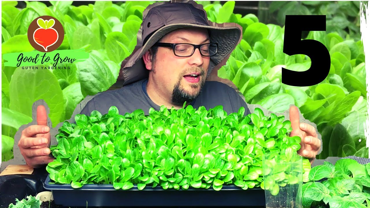 FIVE Leafy Greens for Your Indoor Winter Garden | Guten Yardening Indoor Gardening Vegetables