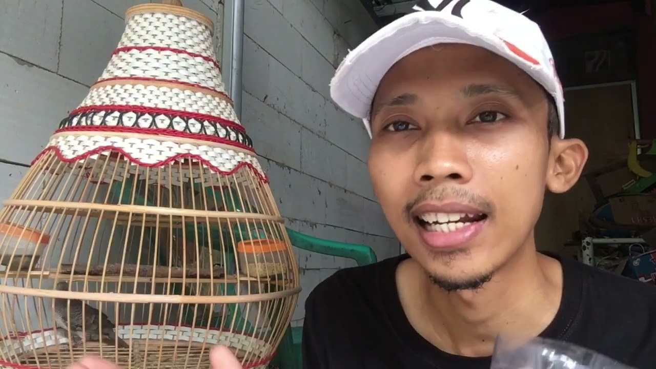 RAHASIA MENGGACORKAN PERKUTUT DENGAN CEPAT 💯