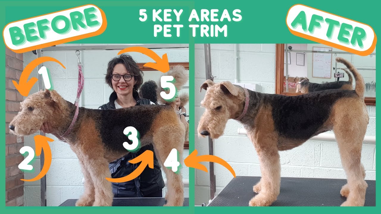 AIREDALE TERRIER PET TRIM - 5 KEY AREAS