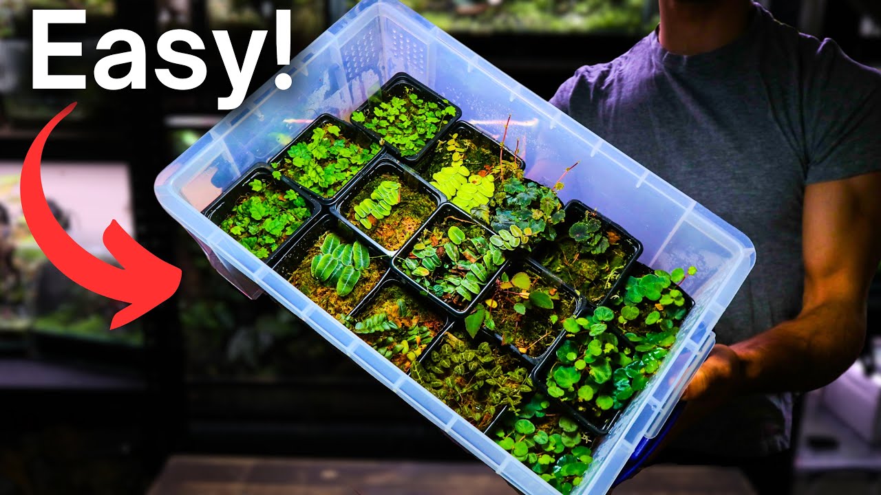 How To Grow Terrarium Plants - Easy Beginner Method