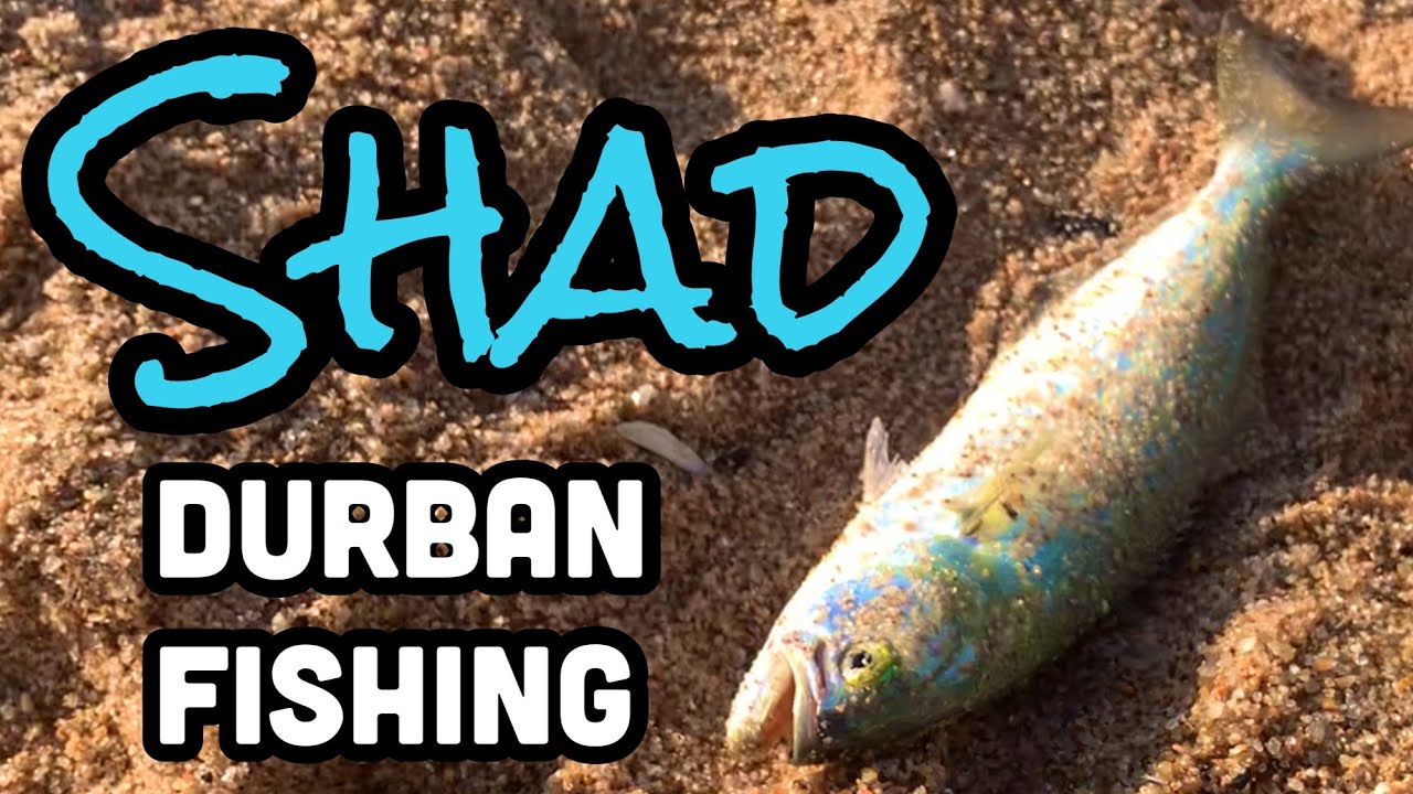 Fishing Durban South Africa